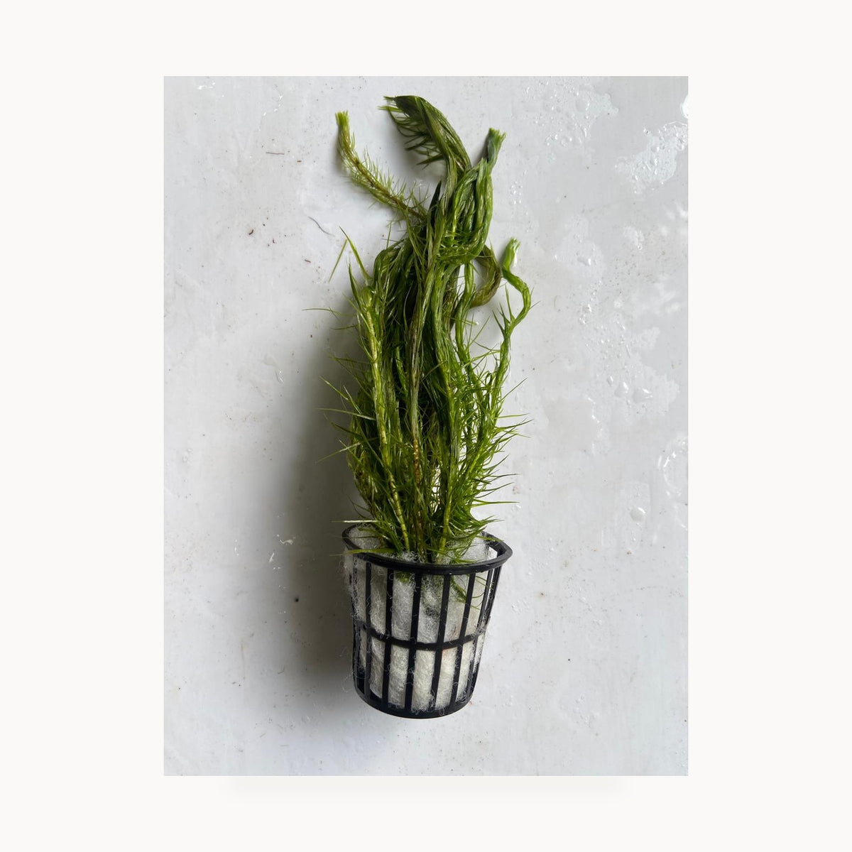 Mayaca Sellowiniana – standardized square product image