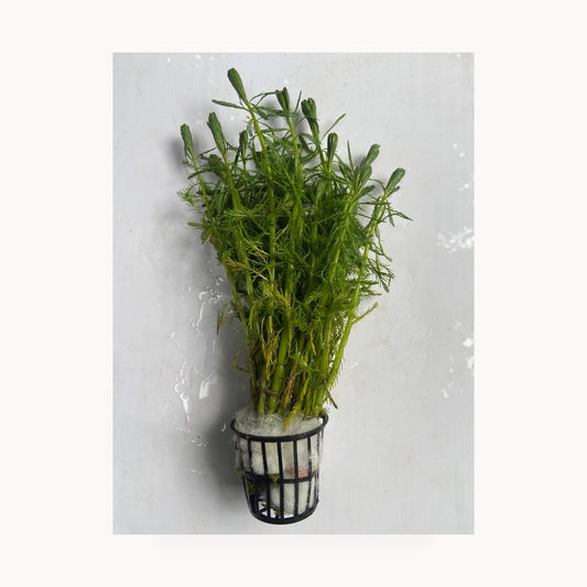 Myriophyllum Aquaticum – standardized square product image