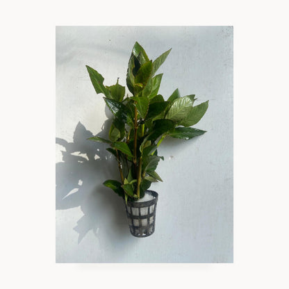 Nomaphila Stricta – standardized square product image