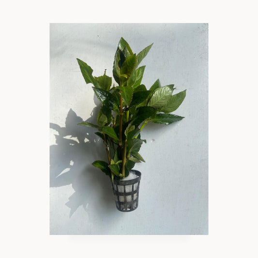 Nomaphila Stricta – standardized square product image
