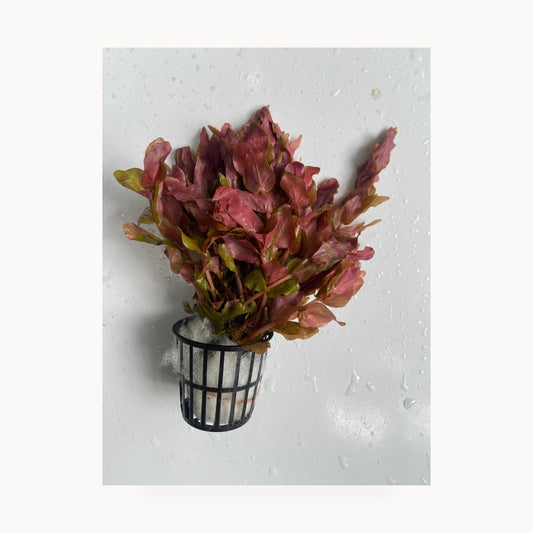 Rotala Macrandra – standardized square product image