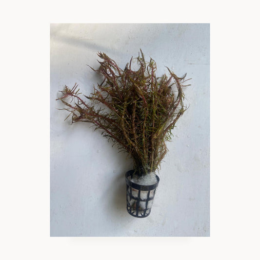 Rotala Mexicana – standardized square product image