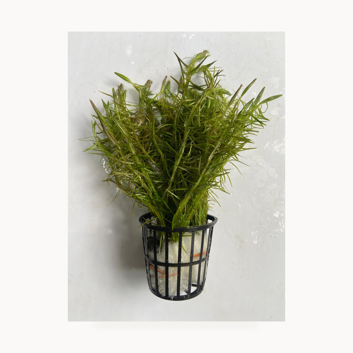 Rotala Nanjenshn – standardized square product image