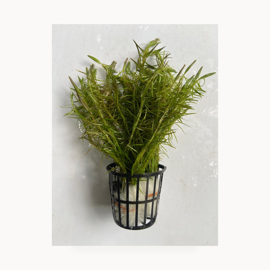 Rotala Nanjenshn – standardized square product image
