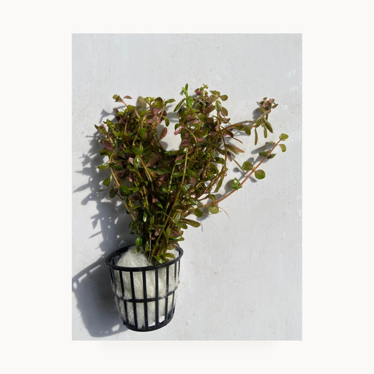 Rotala Rotundifolia Ceylon – standardized square product image