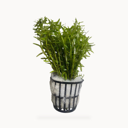 Rotala Rotundifolia Green – standardized square product image