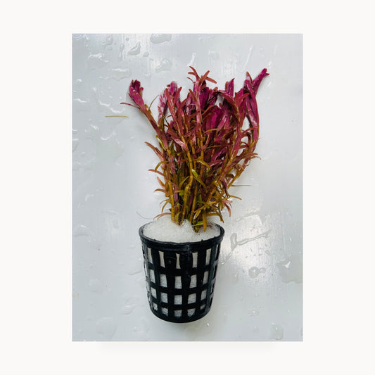 Rotala Rotundifolia H'ra – standardized square product image