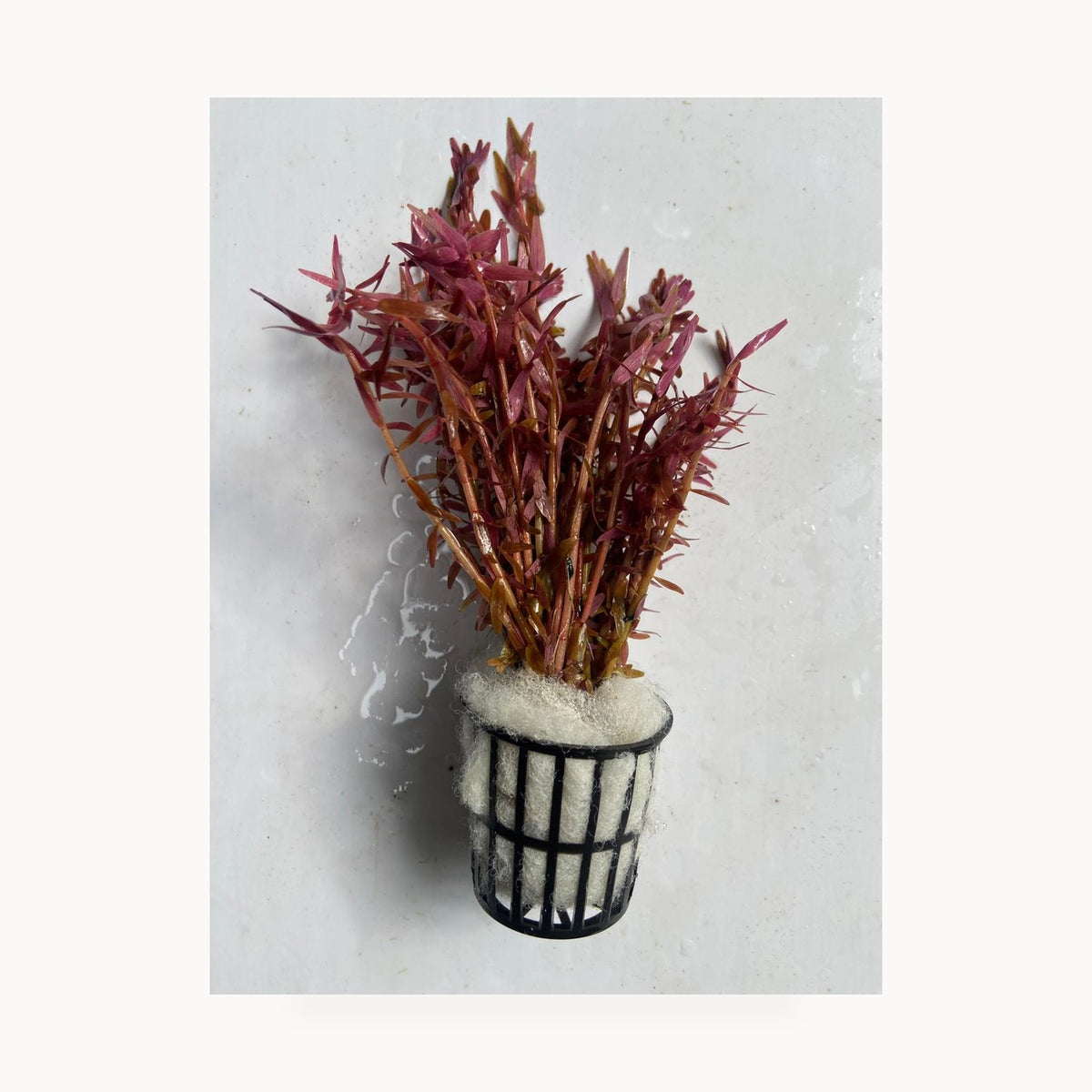 Rotala Rotundifolia Red – standardized square product image