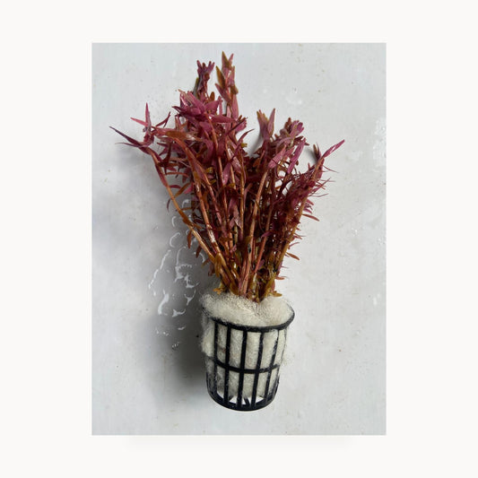 Rotala Rotundifolia Red – standardized square product image
