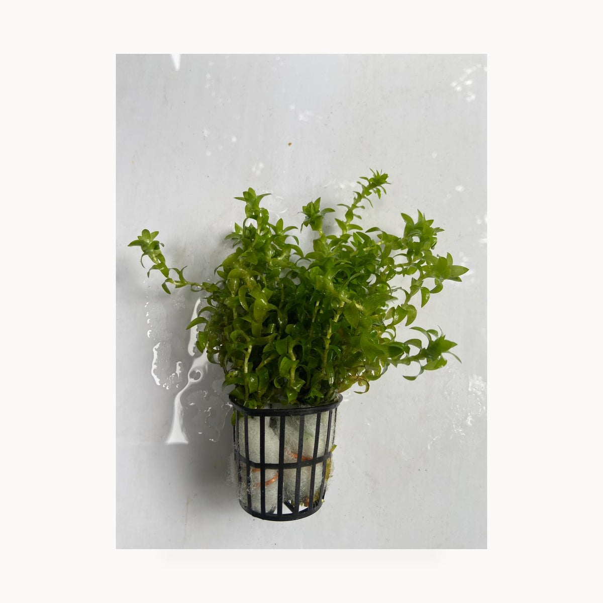Tonina Fluviatilis – standardized square product image
