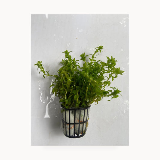 Tonina Fluviatilis – standardized square product image